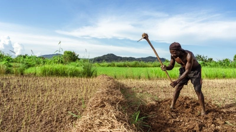Nông nghiệp Việt Nam ở châu Phi