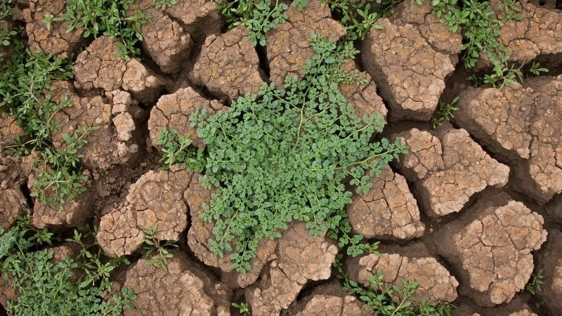 Biến đổi khí hậu tác động xã hội ở đâu