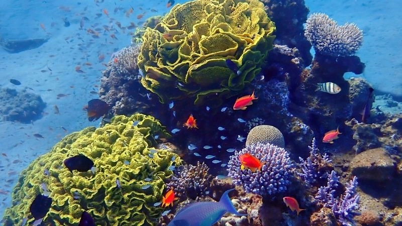 Đa dạng sinh học là gì