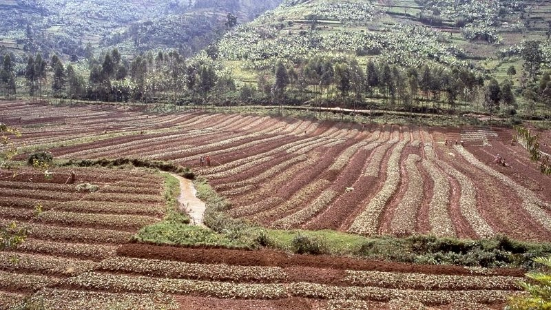 Đất phù sa là gì