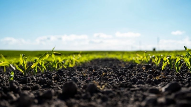 Đất phù sa ở đâu