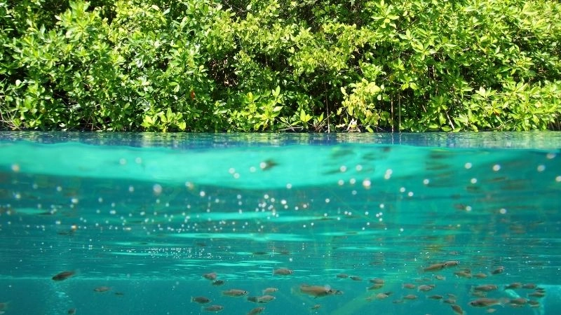 Tại sao hệ sinh thái tự nhiên cân bằng