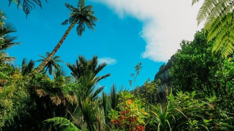 Khí hậu nhiệt đới là gì