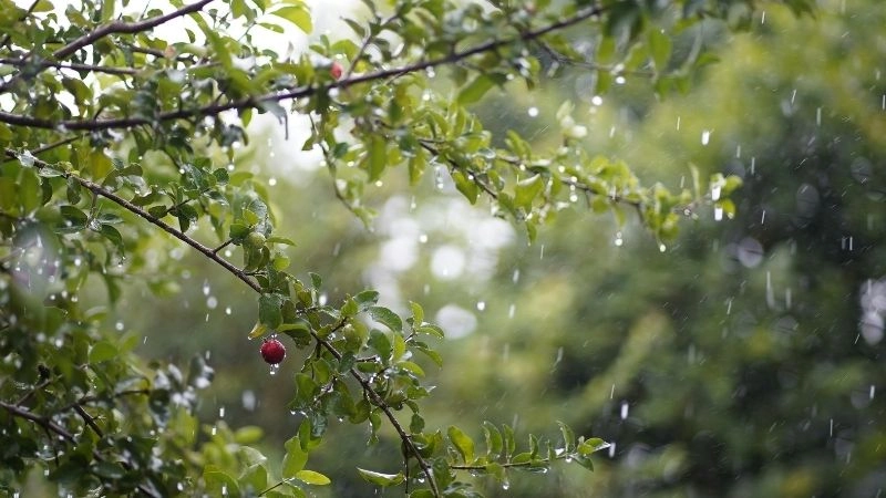 Mưa và lượng mưa ở đâu