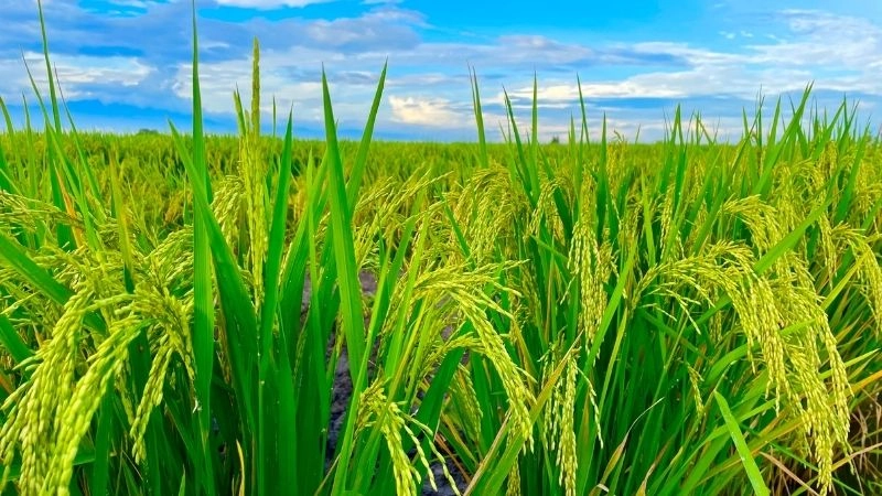 Nông nghiệp là gì