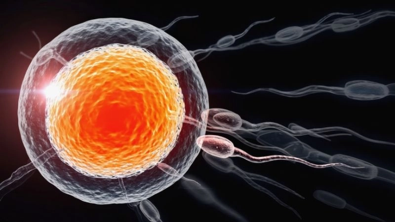 Sinh sản và những yếu tố ảnh hưởng đến sức khỏe sinh học