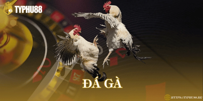 Chiến thuật chọn gà – Mẹo soi phong độ không thể bỏ qua