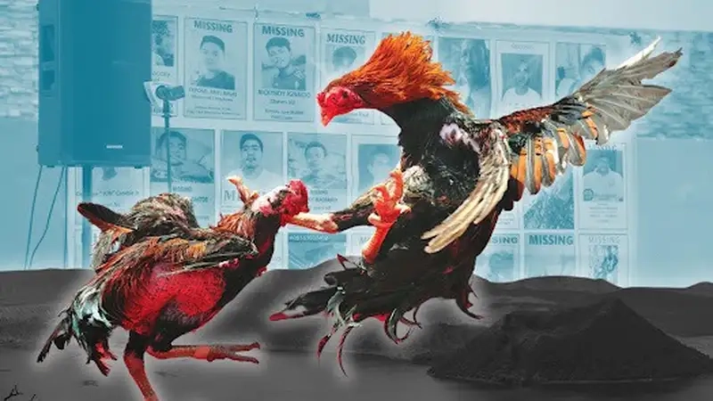 Cách chọn gà cựa sắt để tăng tỷ lệ thắng