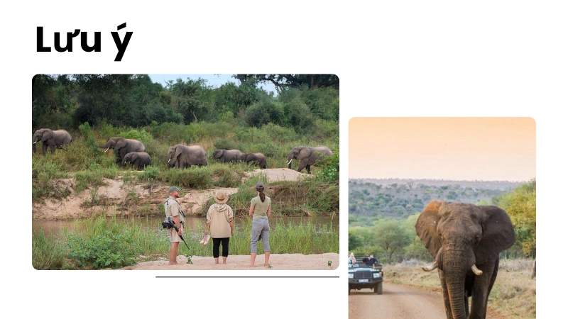 Đàn voi di chuyển tự do trong vườn quốc gia Kruger