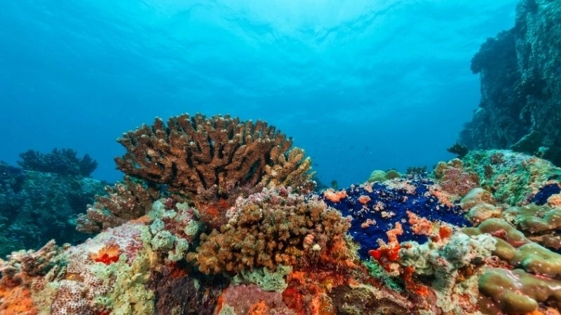 San hô và lợi ích thiết yếu trong bảo vệ đại dương xanh