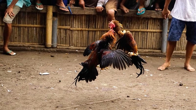 Luyện vần hơi + chạy lồng khoa học theo tuần