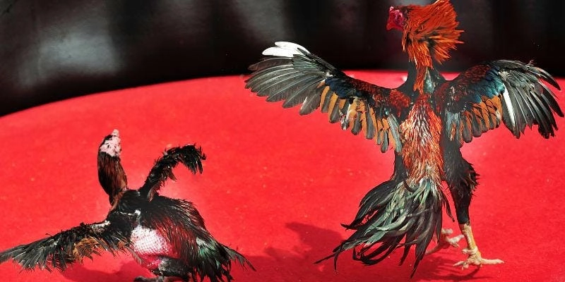 Nghỉ ngơi và phục hồi – yếu tố bị bỏ qua nhiều nhất