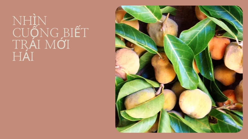 Mẹo nhìn cuống biết trái cây vừa hái tận vườn