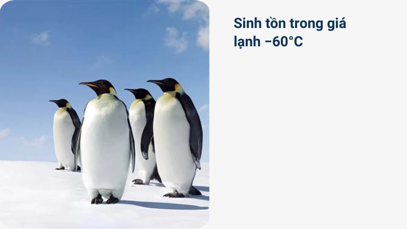 Cuộc chiến sinh tồn dưới cái lạnh âm 60 độ