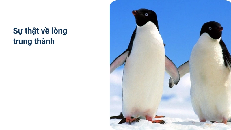 Sự thật gây sốc về lòng trung thành của chim cánh cụt 