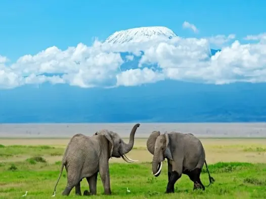 Khám phá Amboseli National Park với view núi Kilimanjaro