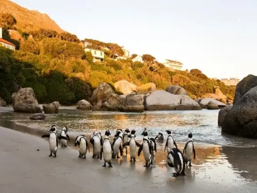 Khám phá Boulders Beach thiên đường cánh cụt ở Nam Phi