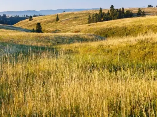 Vai trò của đồng bằng châu Mỹ trong nông nghiệp và kinh tế