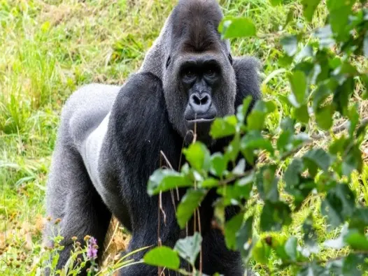 Gorilla Trekking in Rwanda hành trình khám phá hoang dã