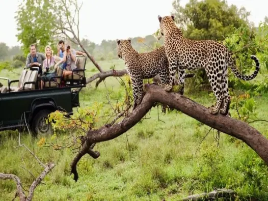 Khám phá Kruger National Park thiên đường động vật hoang dã