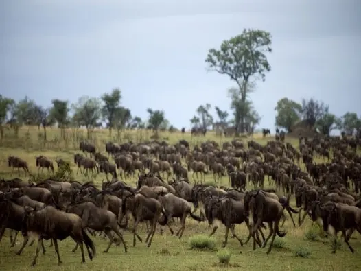Serengeti National Park thiên đường hoang dã của châu Phi