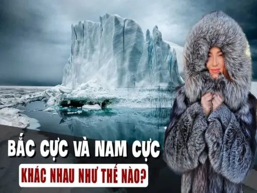 Bạn có biết sự khác biệt giữa Bắc Cực và Nam Cực không