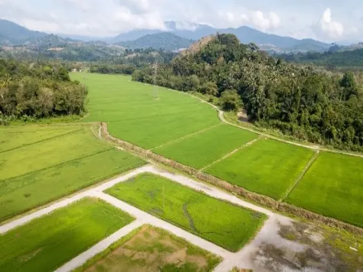Đất đai và vai trò quan trọng trong phát triển nông nghiệp