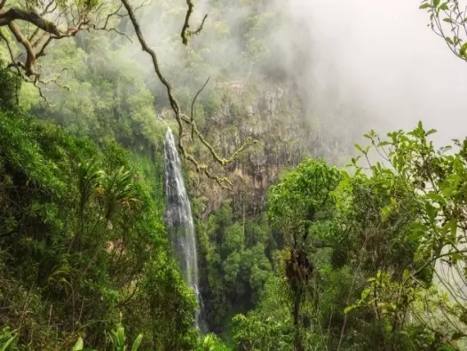 Rừng mưa Queensland di sản thiên nhiên thế giới nổi bật