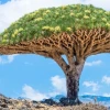 Khám phá Socotra Island với cảnh quan thiên nhiên độc đáo