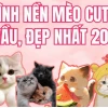 Mèo Chibi Dễ Thương Khám Phá Thế Giới Qua Góc Nhìn Siêu Cute
