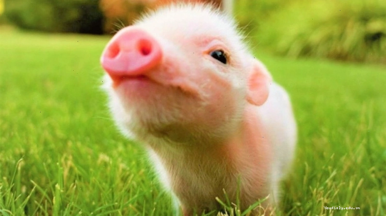 Bé vui vẻ trả lời câu đố về con vật