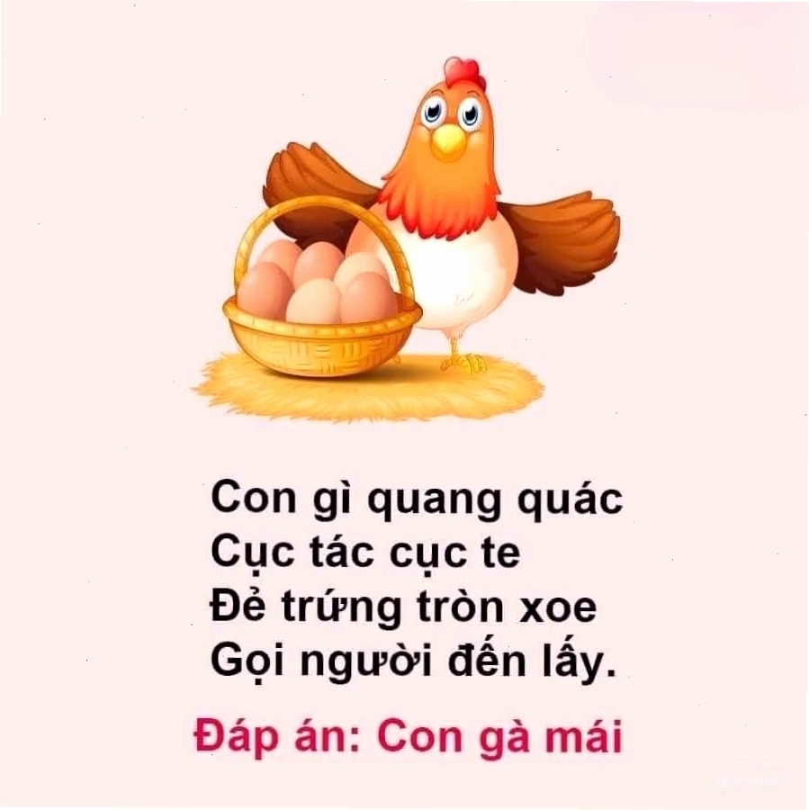 Câu đố về con gà mái hack não