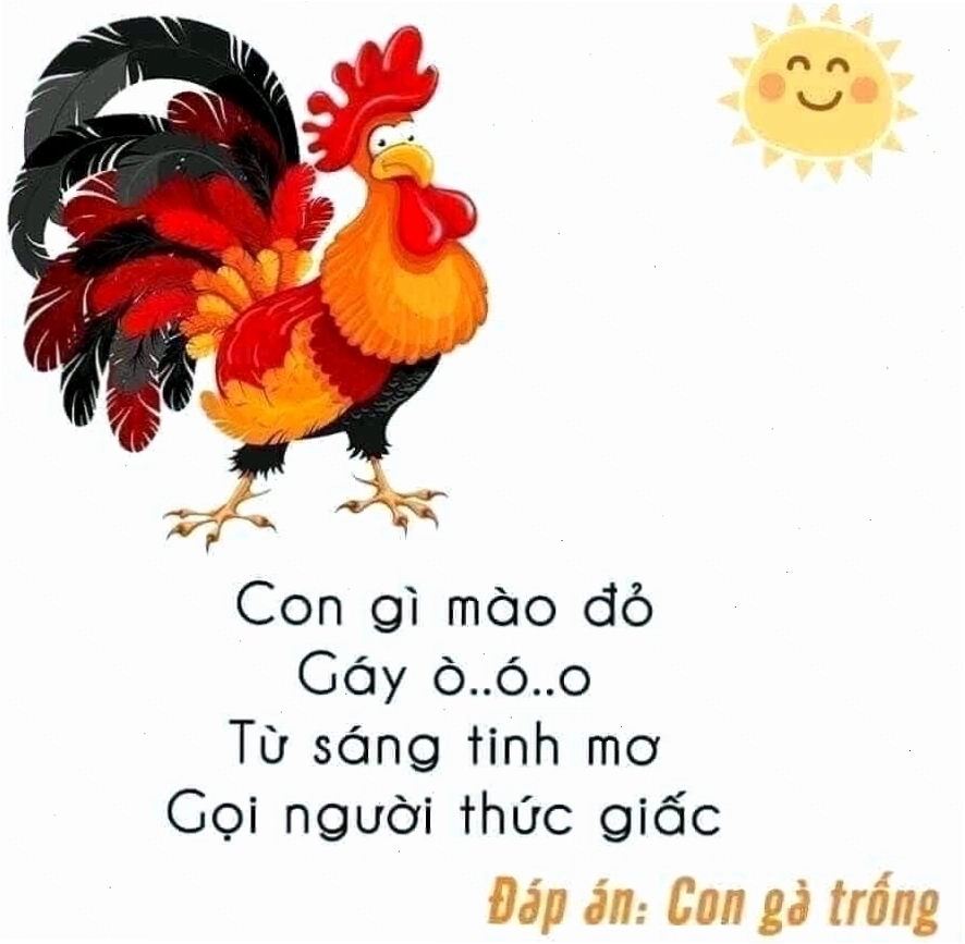 Câu đố về con gà trống hack não
