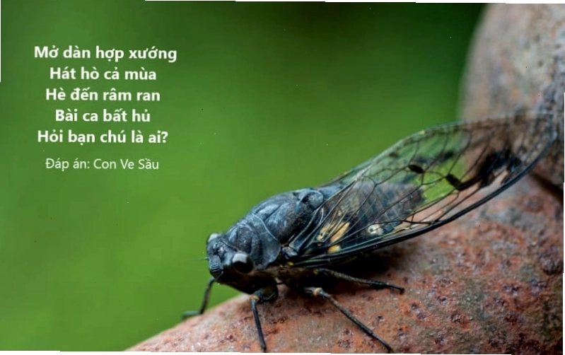 Câu đố vui về các loài vật