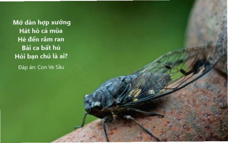 Câu đố vui về các loài vật cho học sinh tiểu học