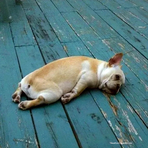 Chó ngồi buồn ngủ, biểu cảm mệt mỏi hài hước