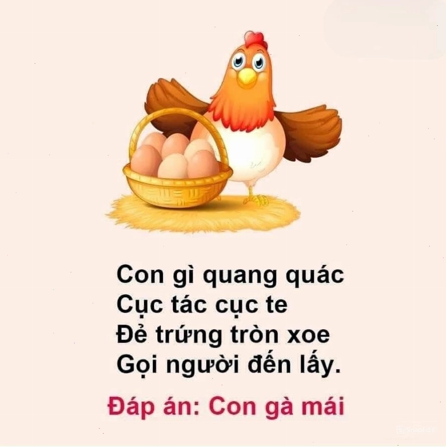 Gà mái đang ấp trứng