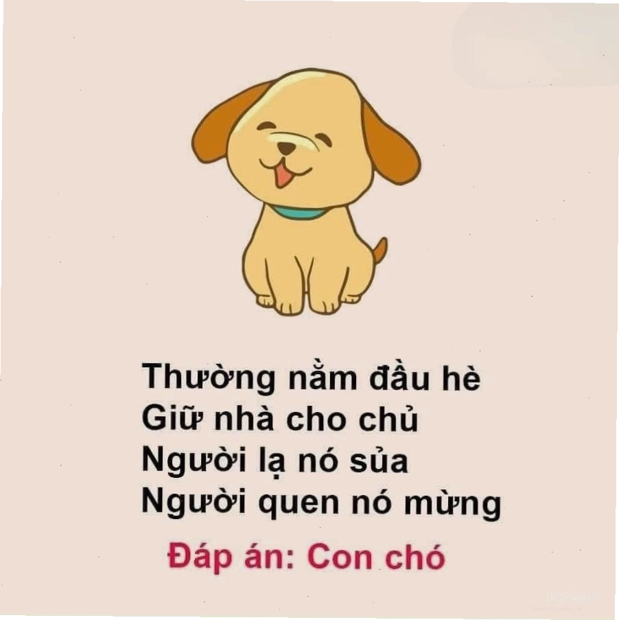 Một chú chó đang vui đùa