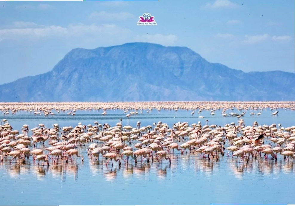 Tour du lịch châu Phi 5 nước mùa thú di cư năm 2026: TANZANIA – KENYA – ZAMBIA – ZIMBABWE – BOTSWANA