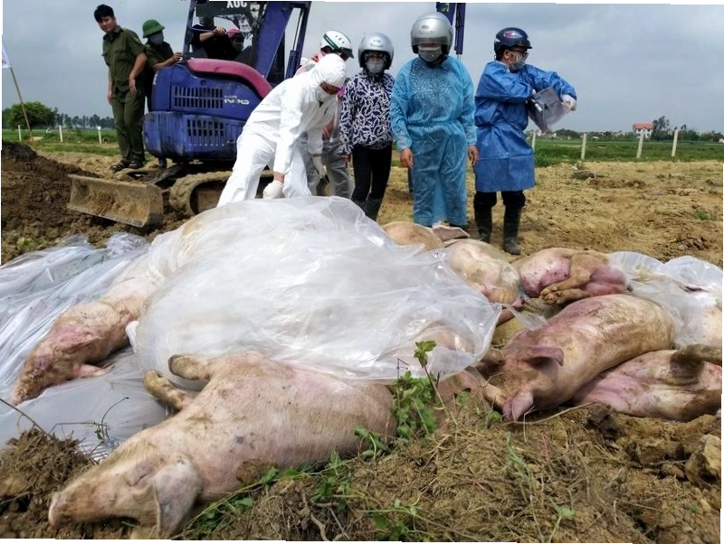 Virus dịch tả lợn Châu Phi có nguồn gốc từ Châu Phi và là bệnh do virus gây ra