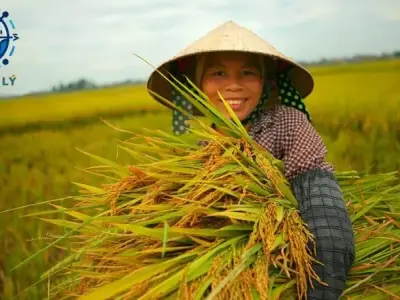 Tìm hiểu đặc điểm nông nghiệp Việt Nam