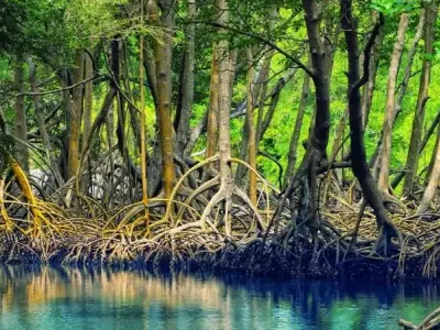 Rừng ngập mặn là gì? Đặc điểm và tầm quan trọng
