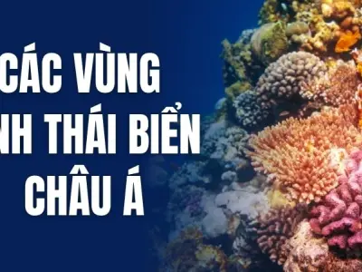 Tìm hiểu các vùng sinh thái biển Châu Á và đa dạng sinh học