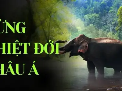 Tìm hiểu về sự đa dạng của rừng nhiệt đới Châu Á