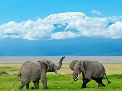Khám phá Amboseli National Park với view núi Kilimanjaro