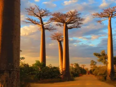 Avenue of the Baobabs con đường cây bao báp huyền thoại
