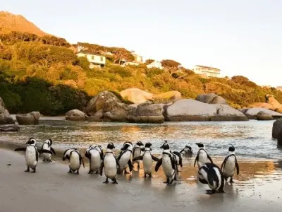Khám phá Boulders Beach thiên đường cánh cụt ở Nam Phi