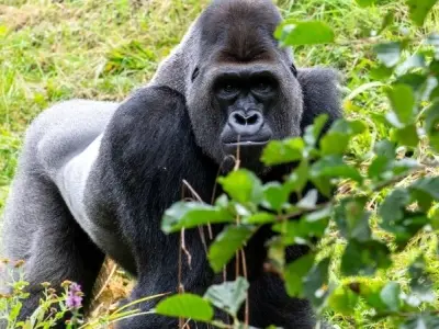 Gorilla Trekking in Rwanda hành trình khám phá hoang dã