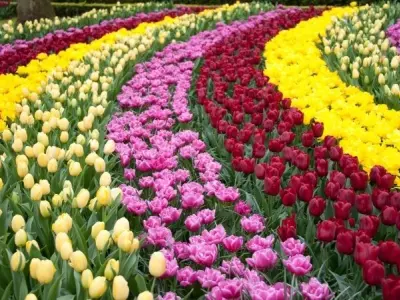 Keukenhof Gardens công viên hoa lớn và đẹp nhất thế giới