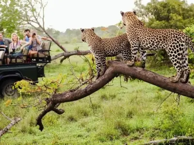 Khám phá Kruger National Park thiên đường động vật hoang dã